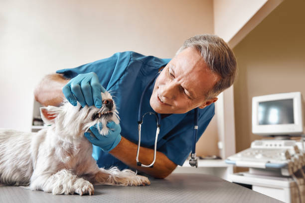 Best After-Hours Emergency Dentist in Liberty Triangle, FL